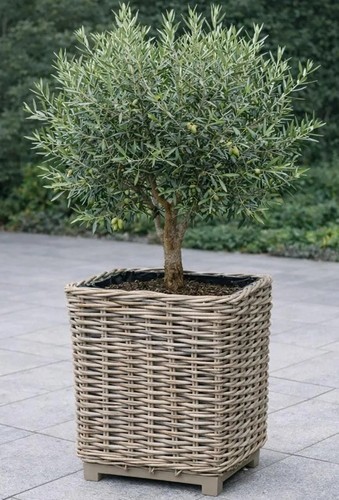 Strong sturdy chunky rattan - &,