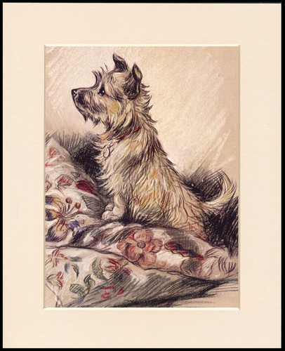 Cairn terrier dog - terrier,