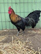 Pure Warhorse Dozen Hatching