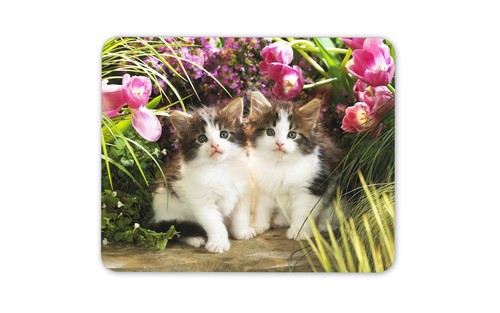Beautiful kittens mouse mat - kittens,