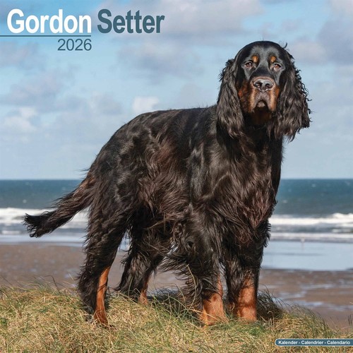 Gordon setter calendar 2026 - calendar,
