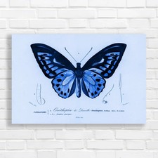 Ornithoptera de Darville
