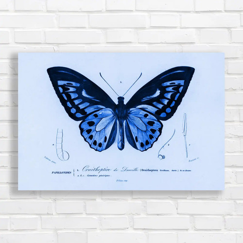 Ornithoptera darville - ornithoptera,