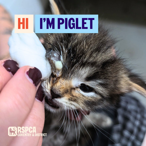 Donate help cats - cats, like