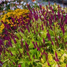 Persicaria 'Golden Arrow'. Plug Plant x 4. Perennial flowers for pollinators