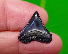 .88” BABY Great White Shark