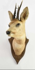 Taxidermy Roe Deer Stag Head