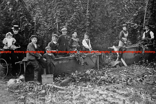 F015798 hop picking - f015798,