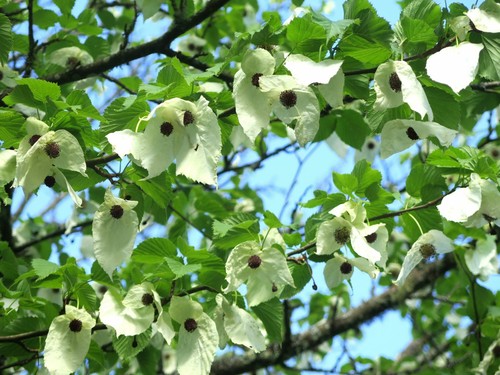 Davidia involucrata pot - involucrata, in
