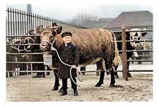 ptc8667 - Yorks' - Early