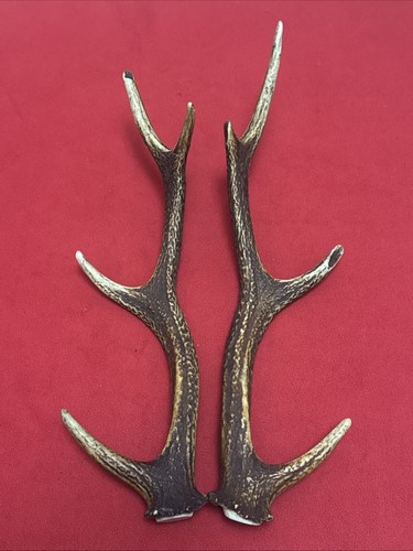 Pair sika deer - deer, antlers