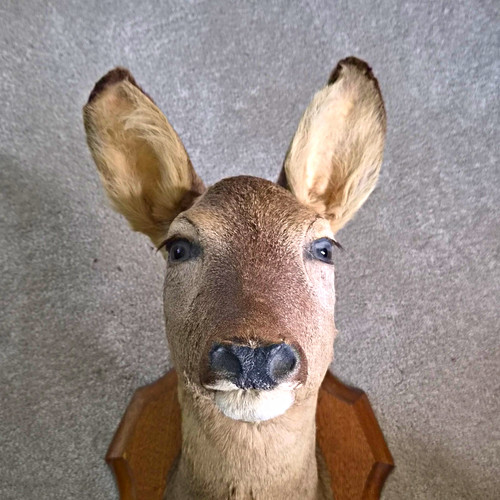 Deer shoulder mount taxidermy - shoulder,