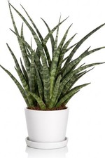 Sansevieria Fernwood Punk 10cm