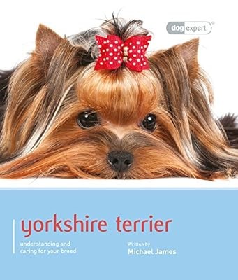 Yorkshire terrier dog expert - terrier:,