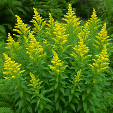golden rod - hardy perennial