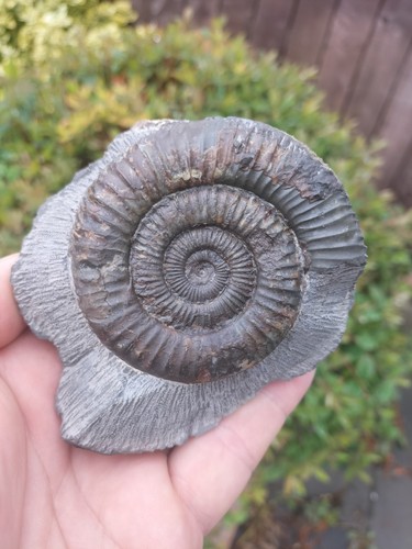 Quality large dactylioceras - quality,