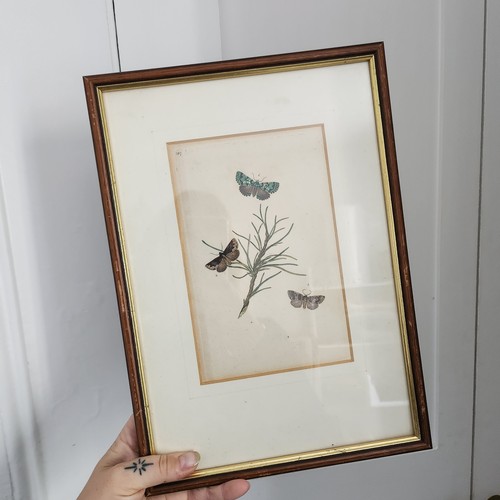 Vintage 1987 butterfly - 1987,