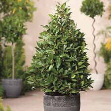 Bay Tree Pyramid Topiary Sweet