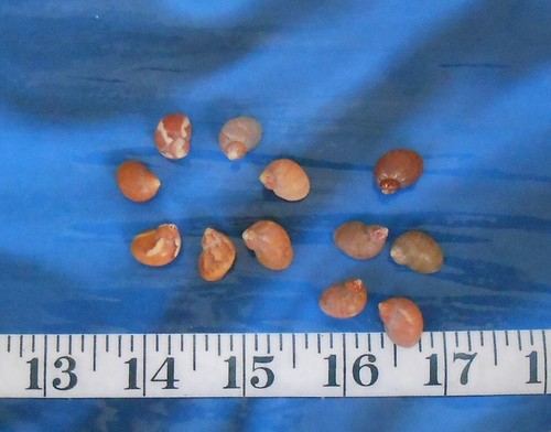 African snail shells - african, ~