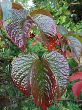 PARTHENOCISSUS HIMALAYANA, rare Himalayan Woodbine, elegant climber, 10-20cm