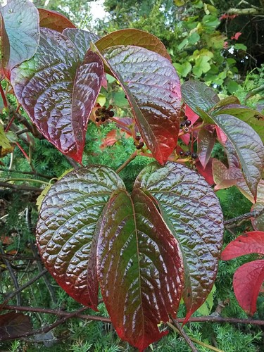 Parthenocissus himalayana - parthenocissus,