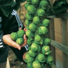 BRUSSEL SPROUTS – TRAFALGAR F1 - 30 SEEDS