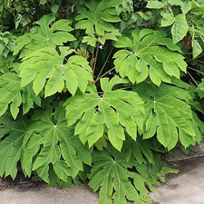 Tetrapanax Papyrifer Rex