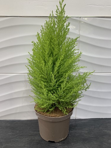 Cupressus wilma goldcrest - cupressus,