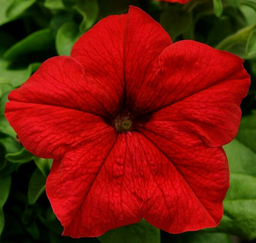 Grandiflora red petunia - 25,