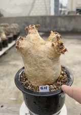 Rare Cacti Cyphostemma uter