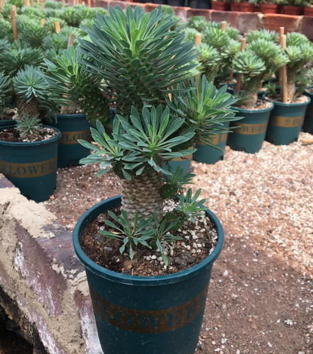 Succulent plant euphorbia - succulent,