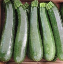 Vegetable - Courgette Ambassador F1 - 10 seeds - First Class Postage