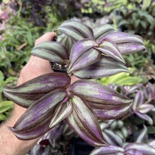 Tradescantia zebrina ‘SILVER