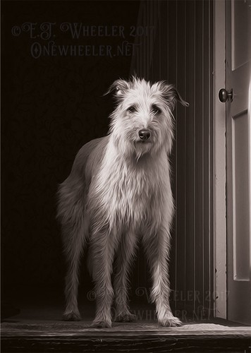Hairy lurcher greeting card