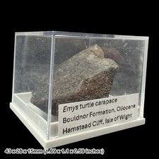 Emys Turtle Carapace Fossil