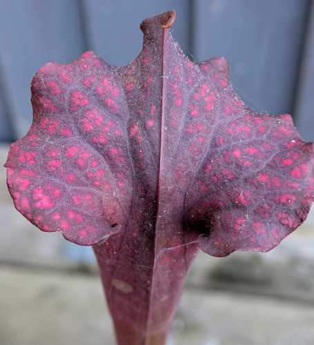 Sarracenia moorei cross