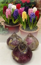 PREPARED INDOOR HYACINTHS