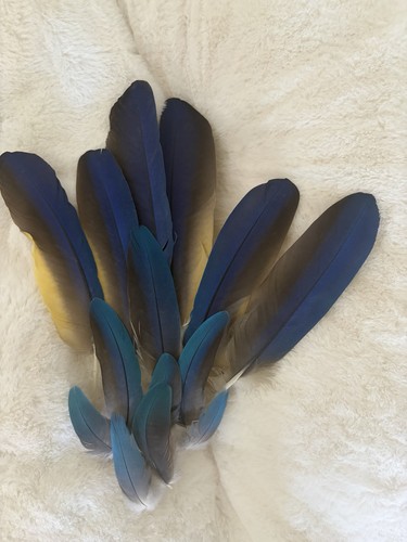 Macaw tail feathers blue - macaw, and