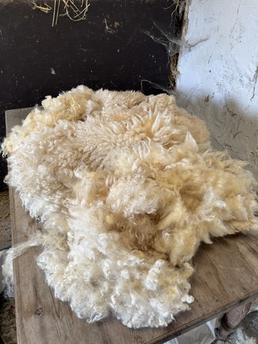 Sheep unwashed raw sheep