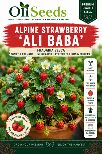 Ali baba alpine strawberry - alpine,
