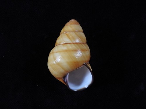 Land snail cochlostyla nobilis - land,