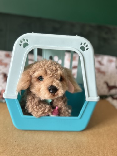 Little live pets really - little,