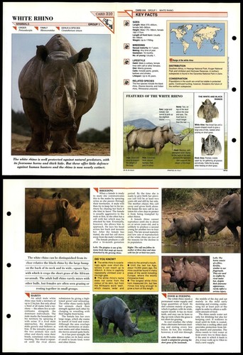 White rhino 310 mammals - white, #310