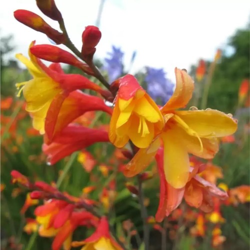 Crocosmia crocosmiiflora - crocosmia,
