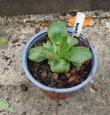Primula Auricula " GRETA " flowers 1 litre pot