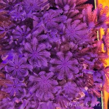 Pom Pom Pulsing Xenia - Nice