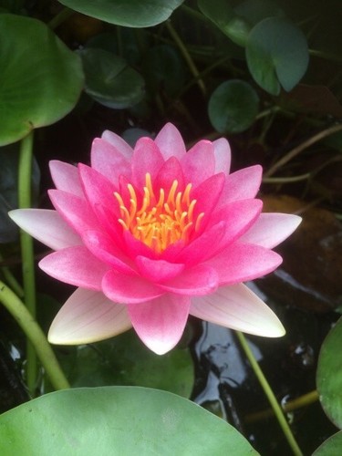 Nymphaea piccola premium - "piccola",