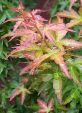 Acer palmatum Koto hime in 2L pot ideal bonsai subject