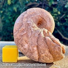 Rare didymoceras landmanni