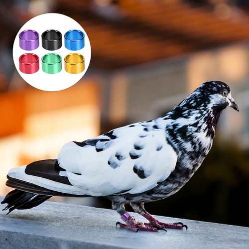 18pcs pigeons rings bird ring - pigeons,